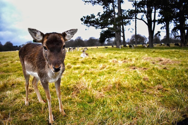 Portrait of a deer on field