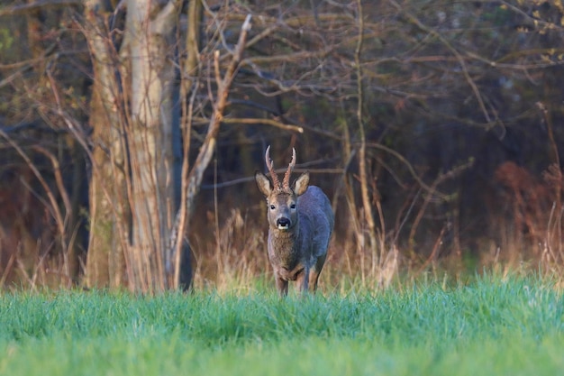 Photo portrait of deer on field