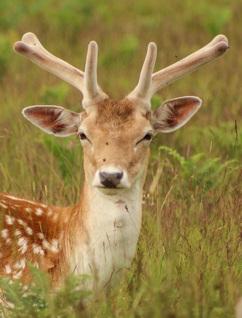 Portrait of deer on field