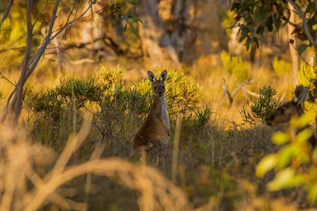 Photo portrait of deer in forest