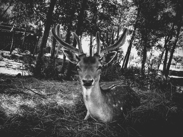 Portrait of deer in forest