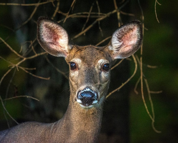 Photo portrait of deer in forest
