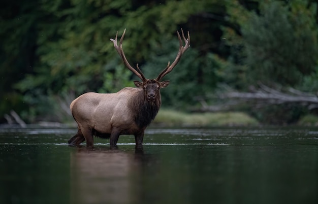 Photo portrait of deer in lake