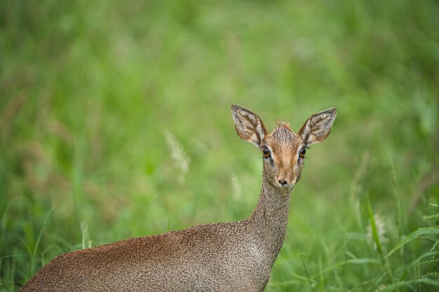 Portrait of deer on land