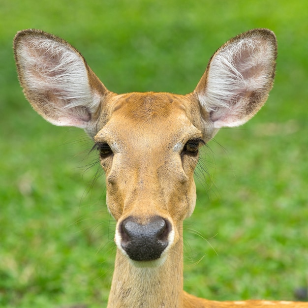 Portrait of a deer looking directly at the camera