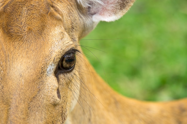 Portrait of a deer looking directly at the camera