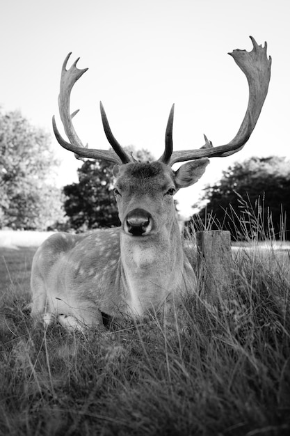 Photo portrait of deer sitting on field
