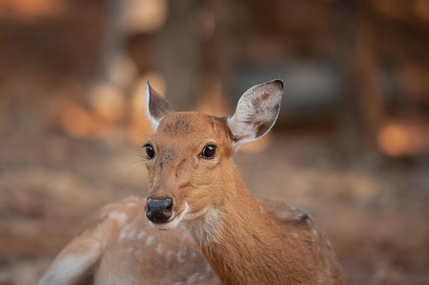 動物園に座っている鹿の肖像画