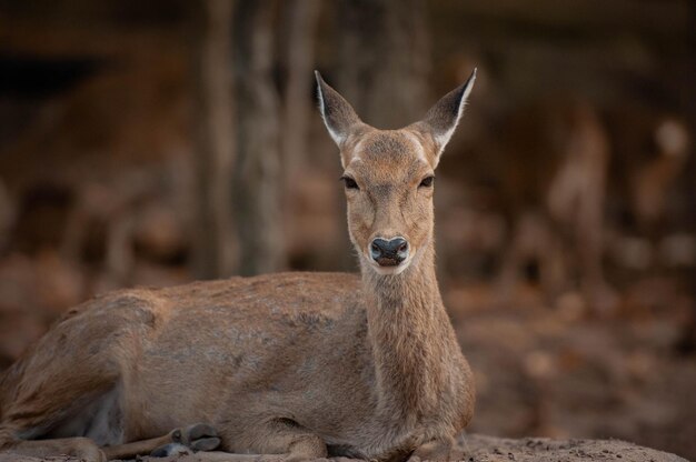 動物園に座っている鹿の肖像画