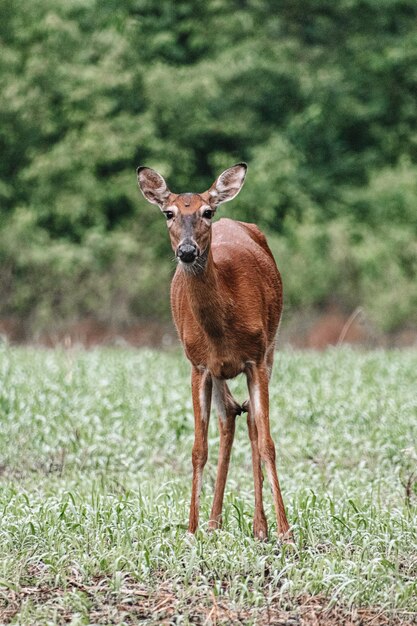 Photo portrait of deer standing on field