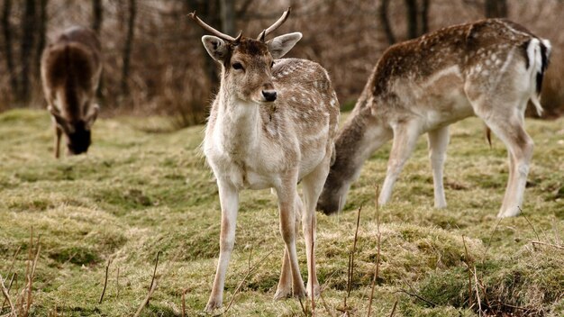 Photo portrait of deer standing on field