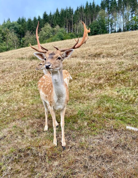 Foto ritratto di cervo in piedi sul campo