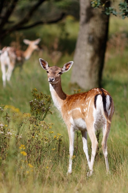 Foto ritratto di cervo in piedi sul campo