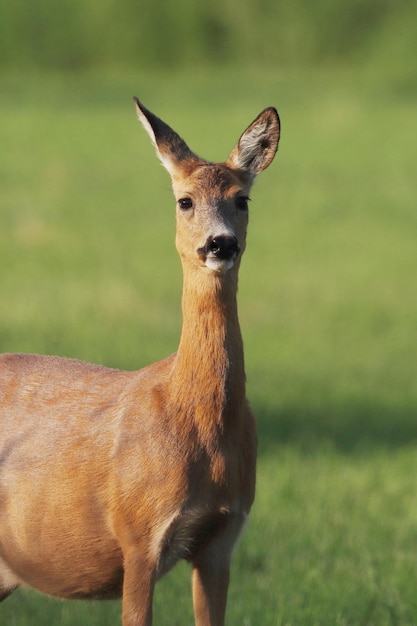 Photo portrait of deer standing on field