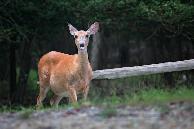 Foto ritratto di un cervo in piedi sul campo