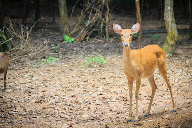 Foto ritratto di un cervo in piedi nella foresta