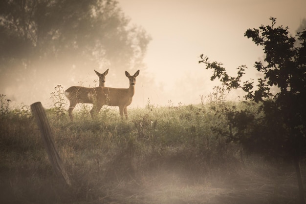 Portrait of deer standing on land