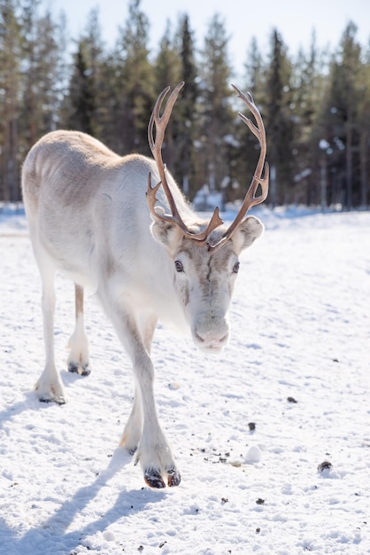portrait of deer standing on snow covered field