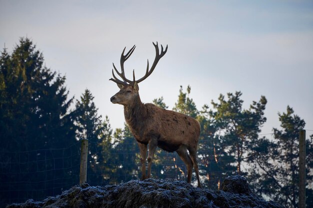 Foto ritratto di cervo in piedi su un albero