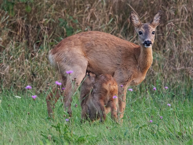 Portrait of deer with fawn standing on grassy field