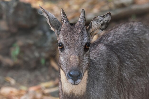 Foto ritratto di cervo