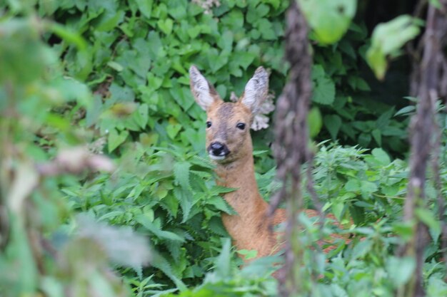 Portrait of deer