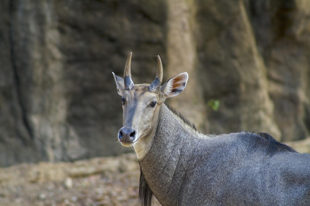 Photo portrait of deer