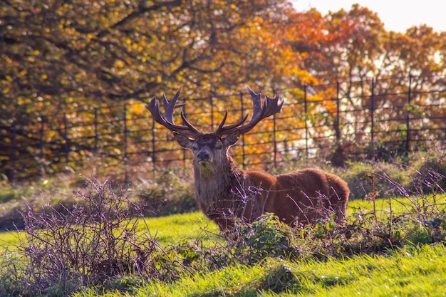 Photo portrait of deer