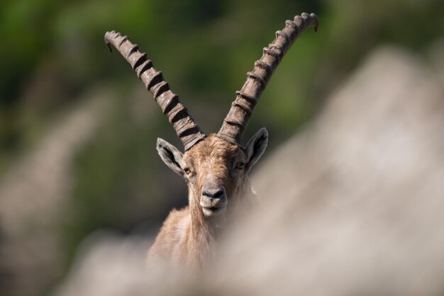 Photo portrait of deer