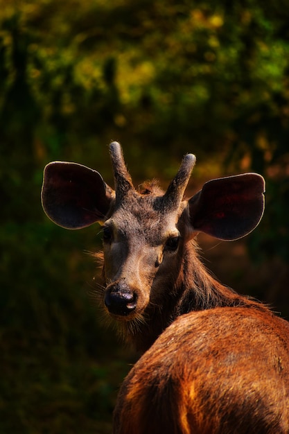 Photo portrait of deer