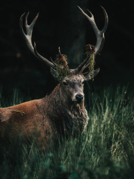 Photo portrait of deer