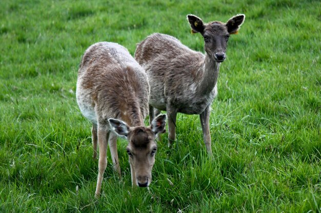 Portrait of deers on field