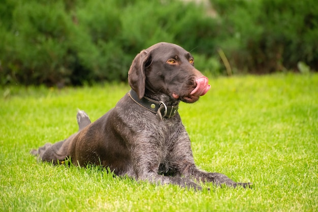 Portrait of a deutsch drahthaar dog lying on the lawn on a summer day