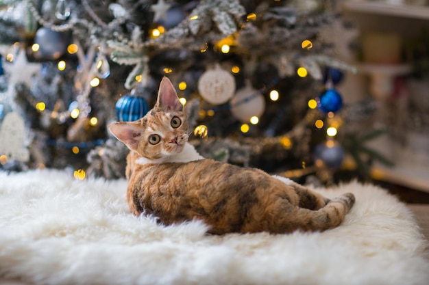 Portrait of a devonrex cat in the background a Christmas tree in lights and toys