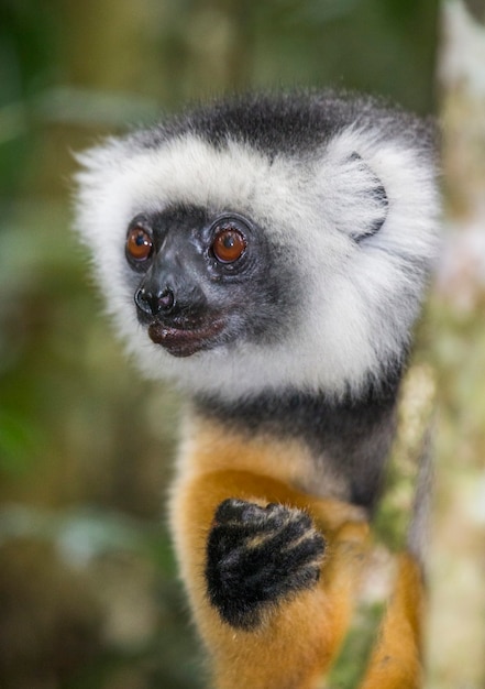 Portrait of diademed sifaka