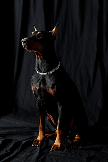 Portrait of doberman dog on black background studio