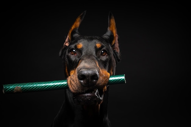 Portrait of a Doberman dog with a toy in its mouth shot on an isolated black background