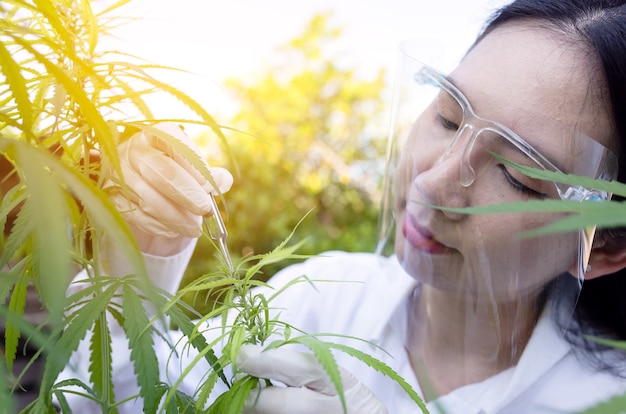 Portrait of doctor checking and analizing hemp plants, Marijuana research, cbd oil, Concept of herbal alternative medicine.