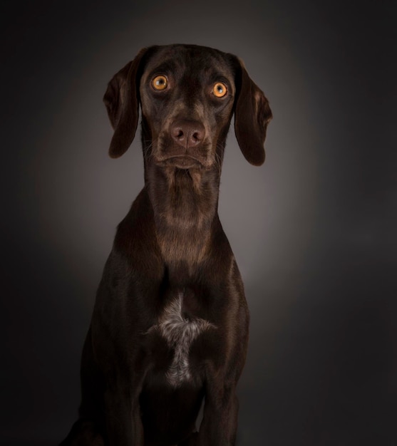 Foto ritratto di un cane su sfondo nero