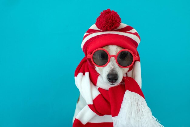 Foto ritratto di un cane sullo sfondo blu