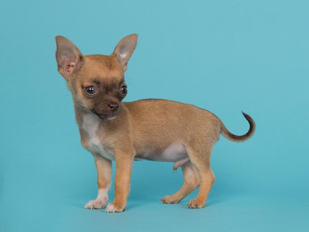 Portrait of a dog against blue background