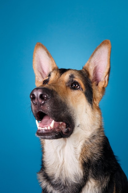 Foto ritratto di un cane sullo sfondo blu