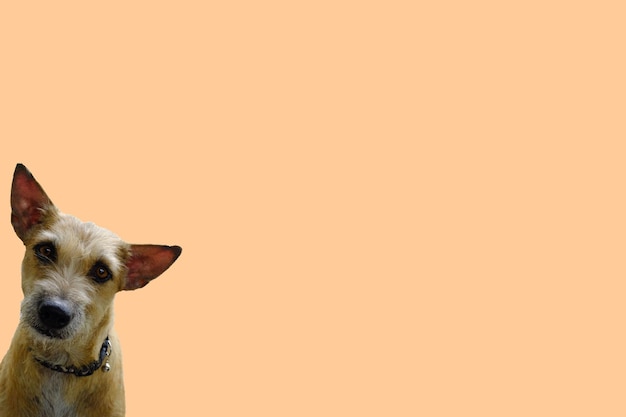 Photo portrait of a dog against orange background