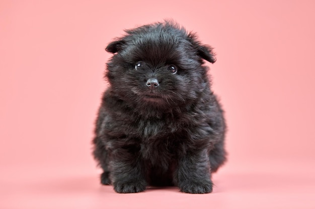 ピンクの背景に犬の肖像画