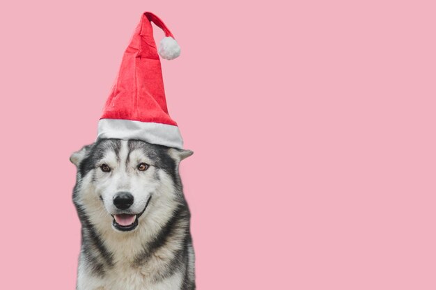 Portrait of a dog against red background