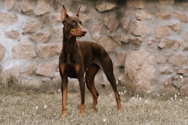 portrait of a dog against a stone wall.