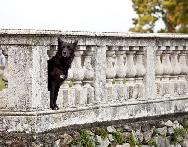 Foto ritratto di cane contro la parete