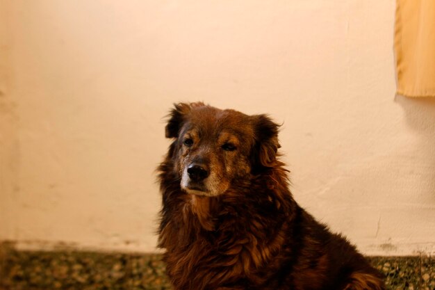 Photo portrait of dog against wall