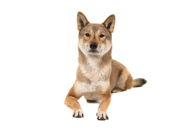 白い背景の犬の肖像画