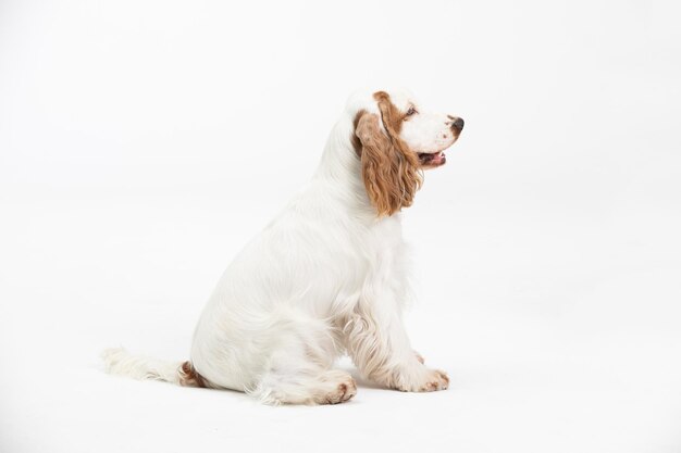 Photo portrait of dog against white background